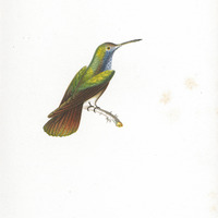 L'Amazili, jeune âge