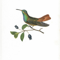 Oiseau-mouche Amazili, adulte