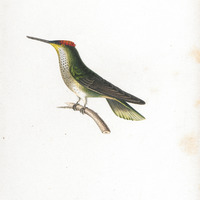 Oiseau-mouche à couronne violette