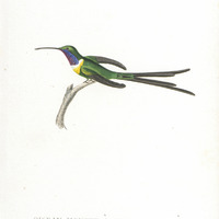 Oiseau-mouche à queue singulière