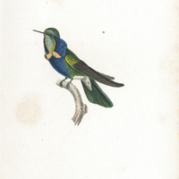 Oiseau-mouche Natterer
