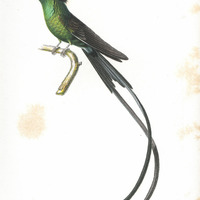 Oiseau-mouche à tête noire