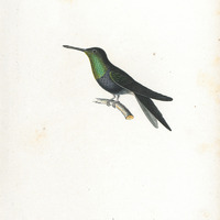 Oiseau-mouche à queue fourchue
