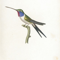 Oiseau-mouche Vesper