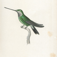 Oiseau-mouche Temminck