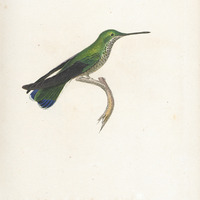 La Jacobine, femelle