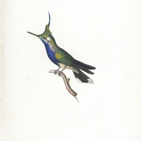 Oiseau-mouche Plumet bleue, mâle