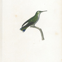 Le Plumet bleue, ou oiseau-mouche Delalande, femelle