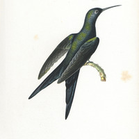 Oiseau-mouche Hirondelle