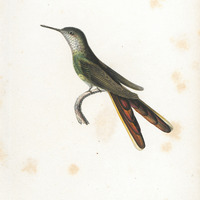 Oiseau-mouche Sapho, femelle