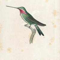 Oiseau-mouche Médiastin, mâle