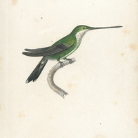 Oiseau-mouche Médiastin, femelle