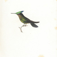 Oiseau-mouche Huppé, mâle