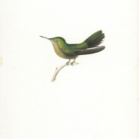 Oiseau-mouche Huppé, femelle