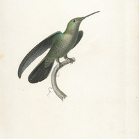 Oiseau-mouche Modeste