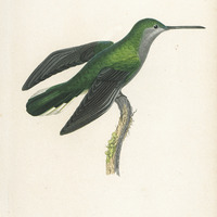 Oiseau-mouche Latipenne