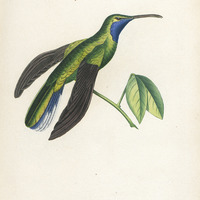 Oiseau-mouche Ensipenne
