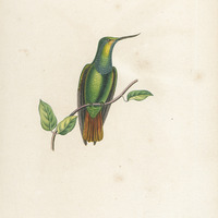 Oiseau-mouche à bec recourbé