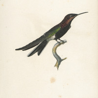 Le Demi-Deuil, femelle