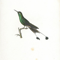 Oiseau-mouche à Raquettes