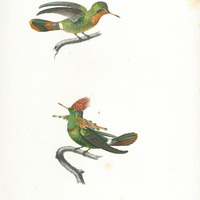 Oiseau-mouche, A mâle. B. femelles