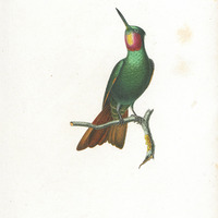 Oiseau-mouche Rubis