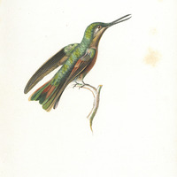 Oiseau-mouche Rubis, femelle