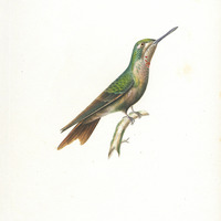 Oiseau-mouche Rubis, jeun âge