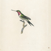L'Améthyste, mâle