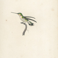 Le petit Rubis de la Caroline, jeune âge