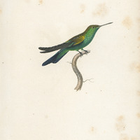 Le Saphir-Emeraude, jeune âge