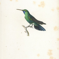 L'Audebert