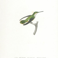 Le petit oiseau-mouche