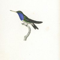 Le Saphir, femelle