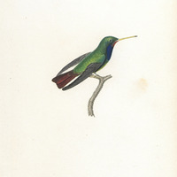 Le Saphir, variété