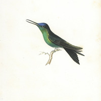 Oiseau-mouche Glaucopis, mâle