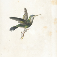 Oiseau-mouche Glaucopis, femelle