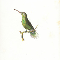 Oiseau-mouche à queue verte et blanche