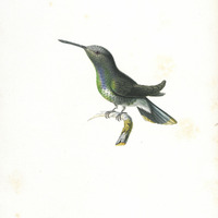 Oiseau-mouche à tête grise