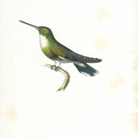 Oiseau-mouche à gorge blanche