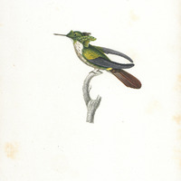 Oiseau-mouche Vieillot