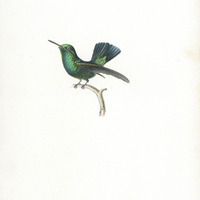 Oiseau-mouche Orverd