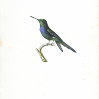 Oiseau-mouche Maugé, mâle