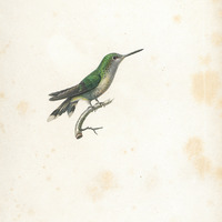 Oiseau-mouche Maugé, femelle