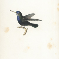 Le Verazur