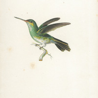 Oiseau-mouche tout vert