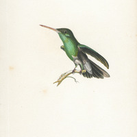 Oiseau-mouche à ventre blanc