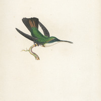 Oiseau-mouche à cou et ventre blancs