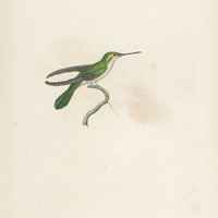 Oiseau-mouche à ventre gris