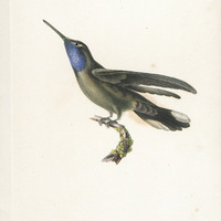 Oiseau-mouche de Clémence, mâle